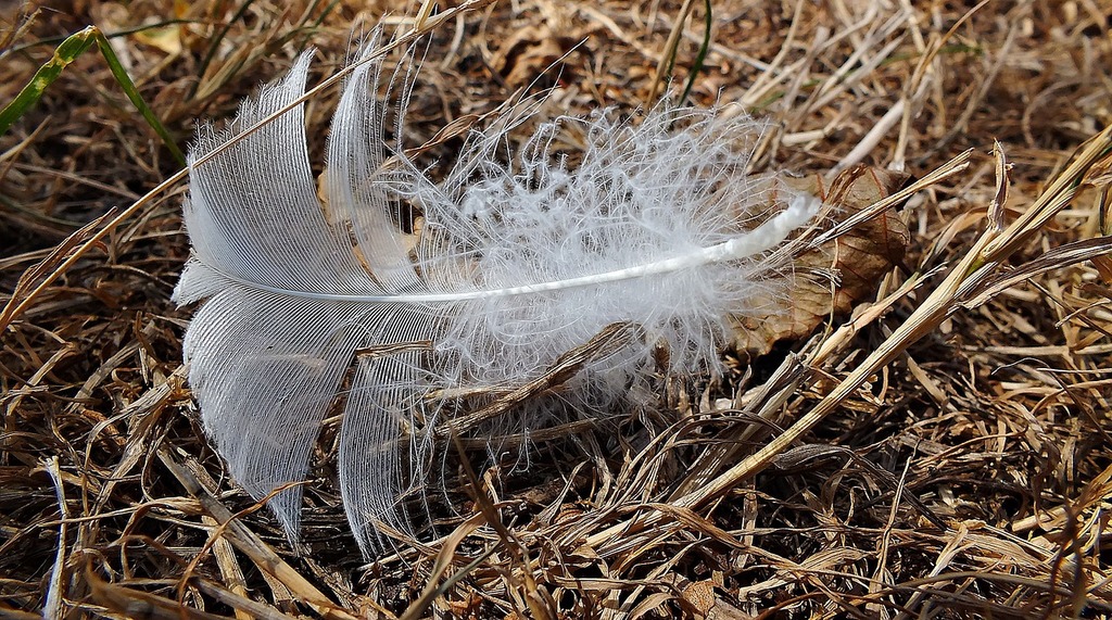 Feathers Plumage Free Stock CC0 Photo 