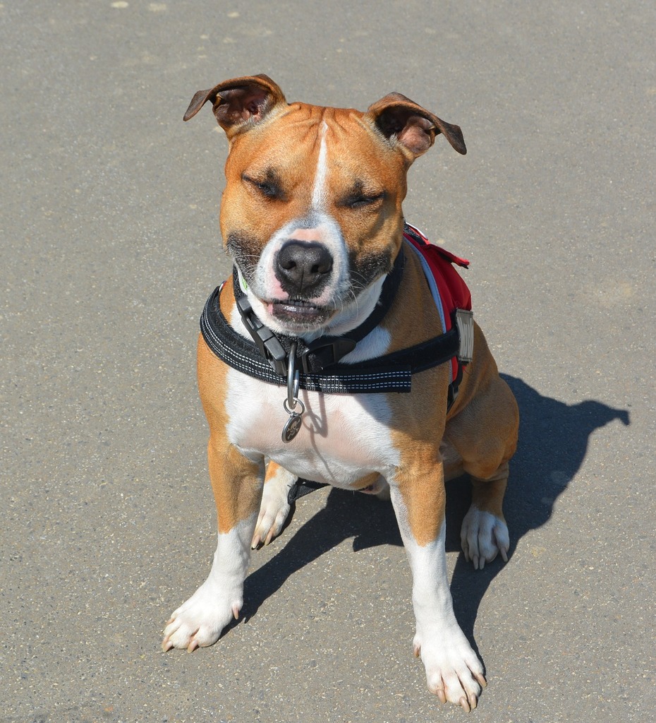 A brown and white dog wearing a harness. American staffordshire terrier amstaff  pitbull. - PICRYL - Public Domain Media Search Engine Public Domain Search