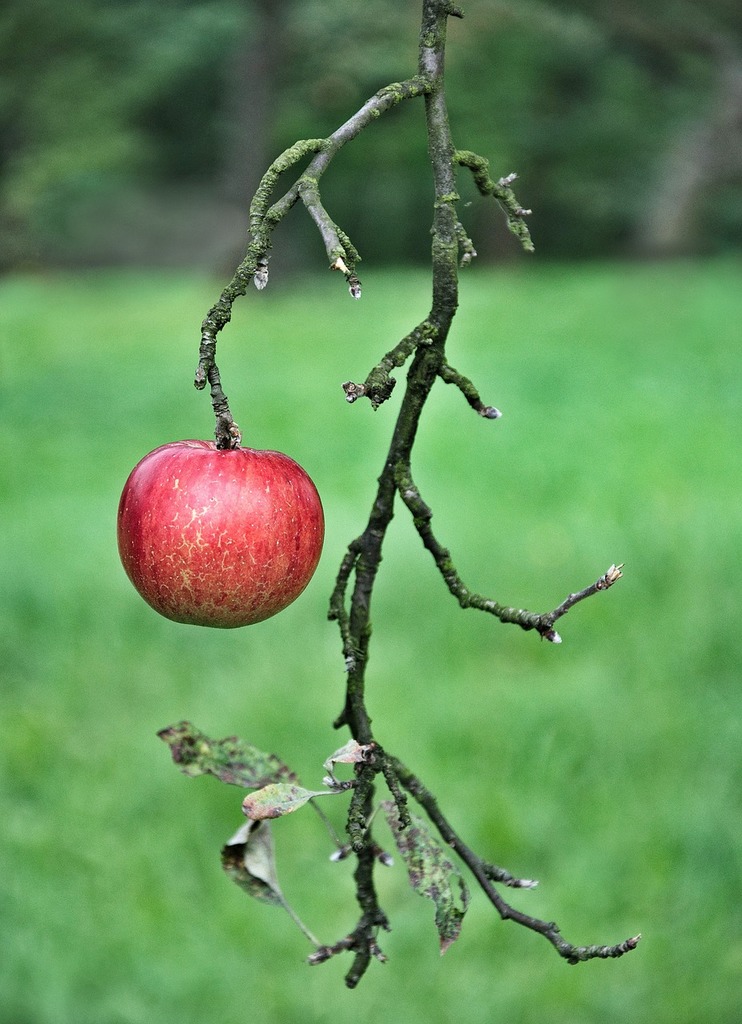 Small apples on branch - PICRYL - Public Domain Media Search Engine Public  Domain Search