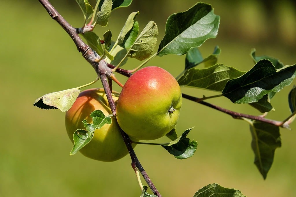 Small apples on branch - PICRYL - Public Domain Media Search Engine Public  Domain Search