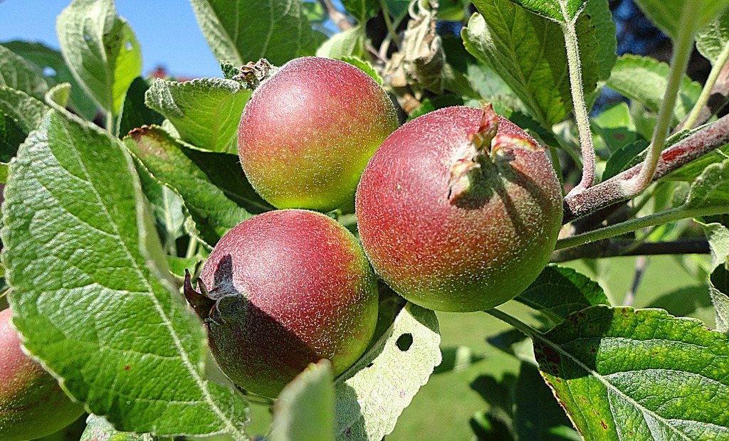 Small apples on branch - PICRYL - Public Domain Media Search Engine Public  Domain Search