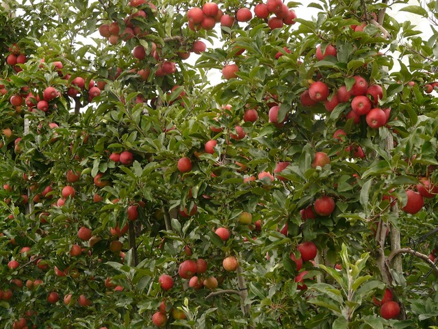 Small apples on branch - PICRYL - Public Domain Media Search Engine Public  Domain Search