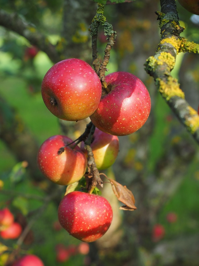 Small apples on branch - PICRYL - Public Domain Media Search Engine Public  Domain Search