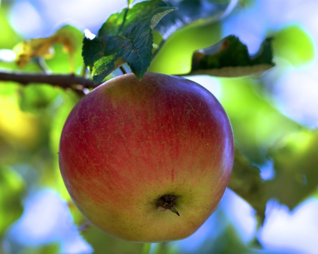 Small apples on branch - PICRYL - Public Domain Media Search Engine Public  Domain Search