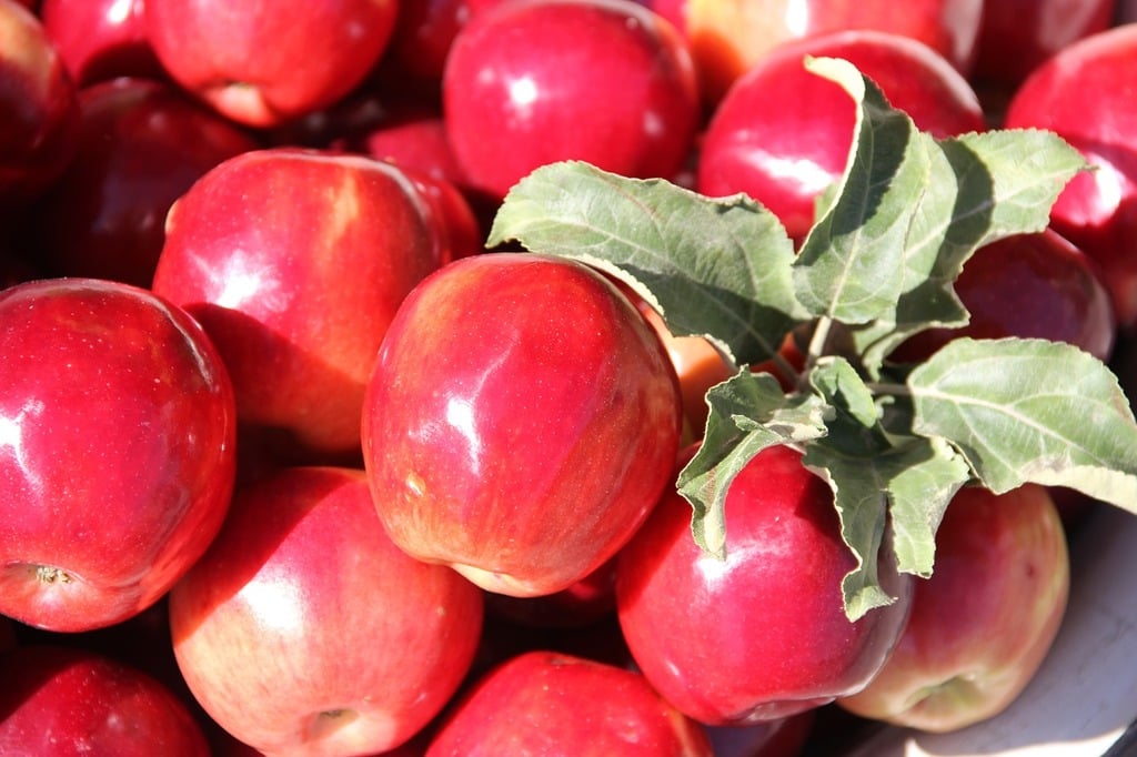 Small apples on branch - PICRYL - Public Domain Media Search Engine Public  Domain Search