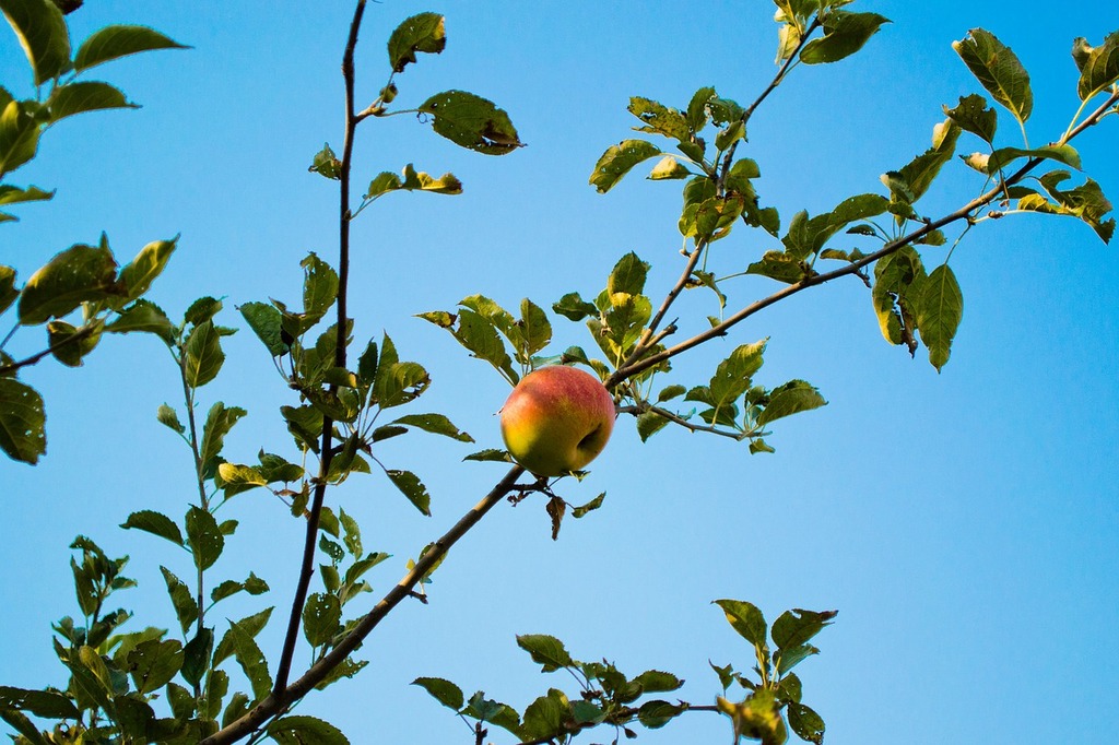 Small apples on branch - PICRYL - Public Domain Media Search Engine Public  Domain Search