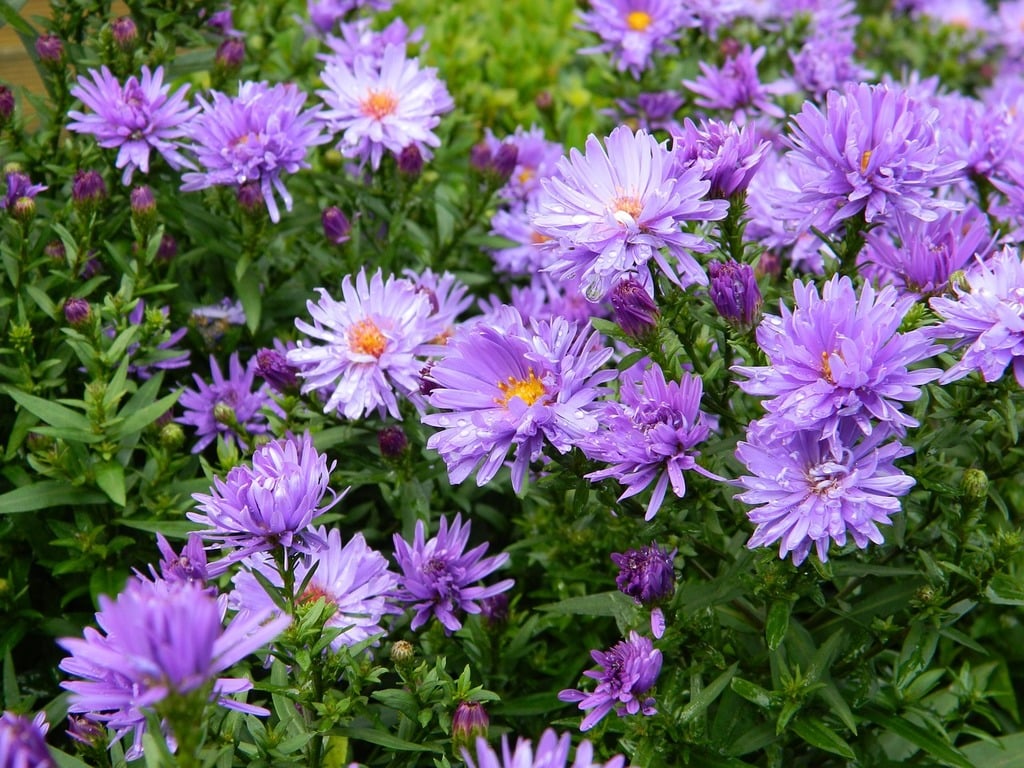 Flowers at Revive Massage and Meditation Center