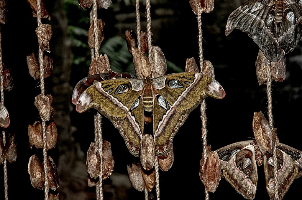 8 Amazing Facts About the Atlas Moth