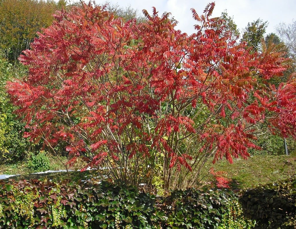 A bush with red leaves in a garden. Autumn fall foliage autumn colours. -  PICRYL - Public Domain Media Search Engine Public Domain Image