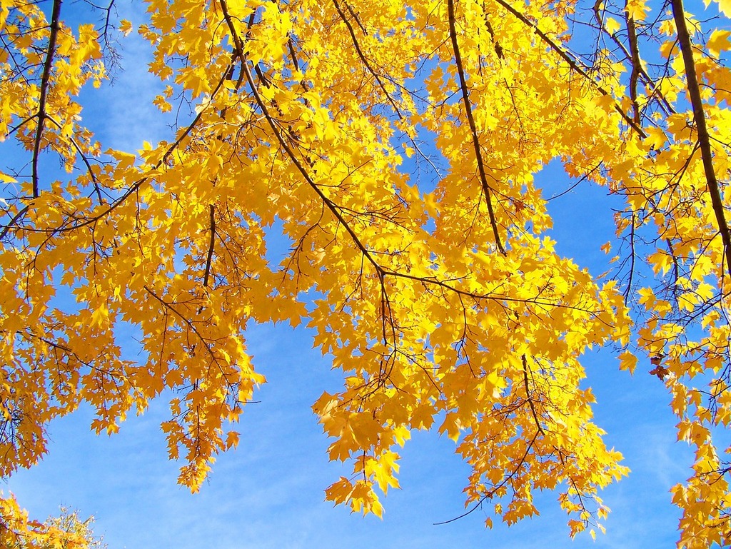 A bunch of yellow leaves hanging from a tree. Autumn fall trees. - PICRYL -  Public Domain Media Search Engine Public Domain Image