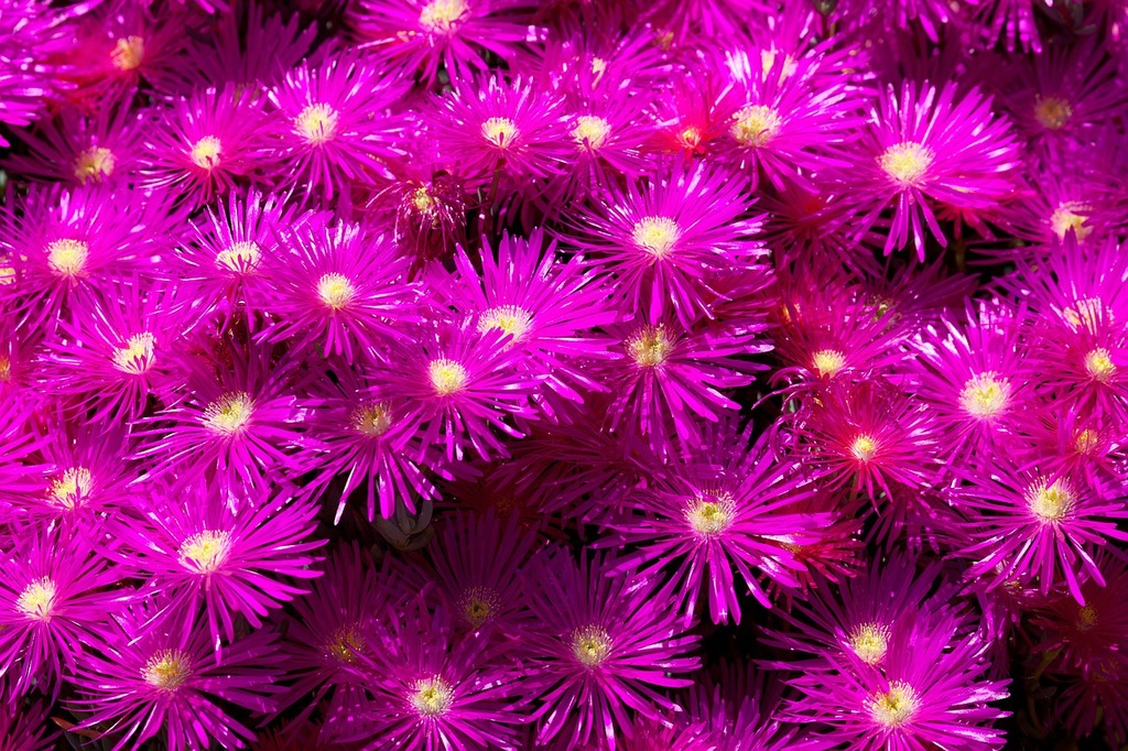 Image result for Purple backgrounds
