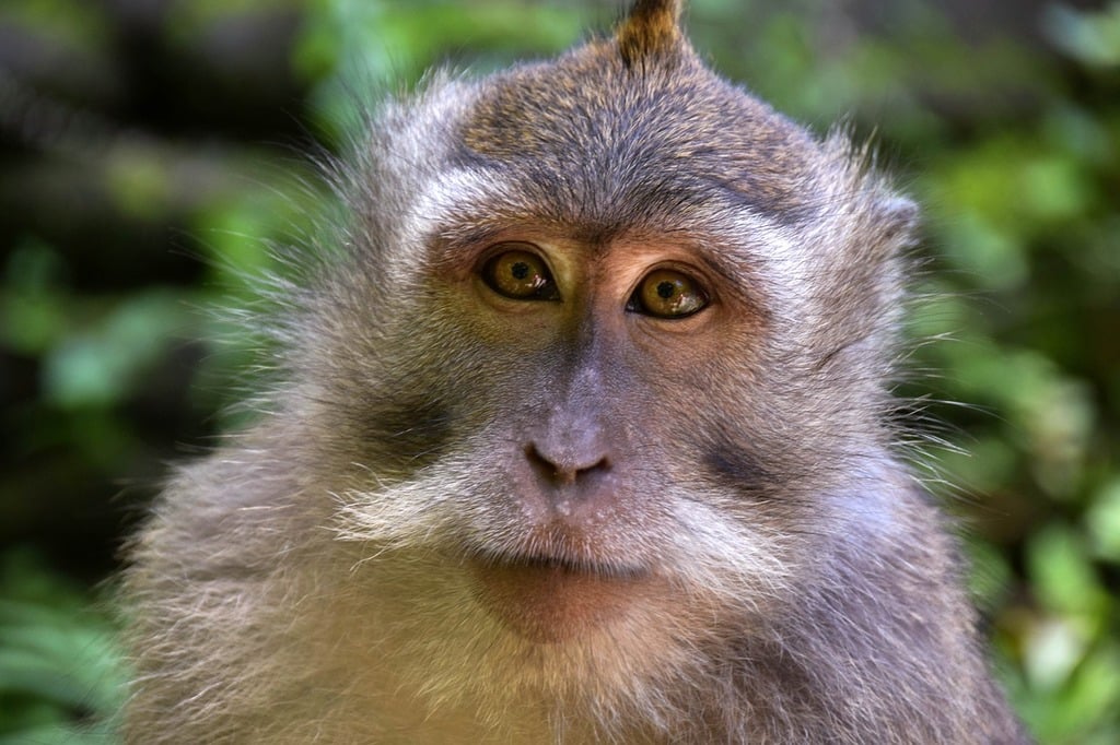 A close up picture of a balinese monkey