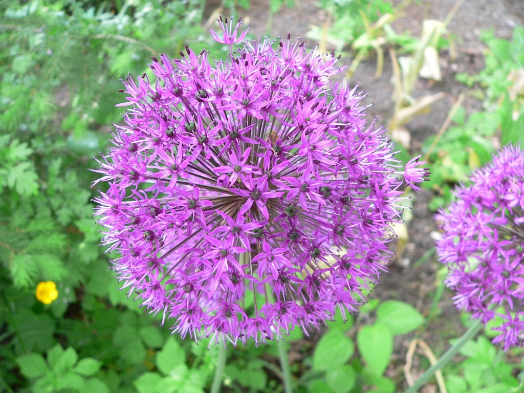 Purple Flowers Balls