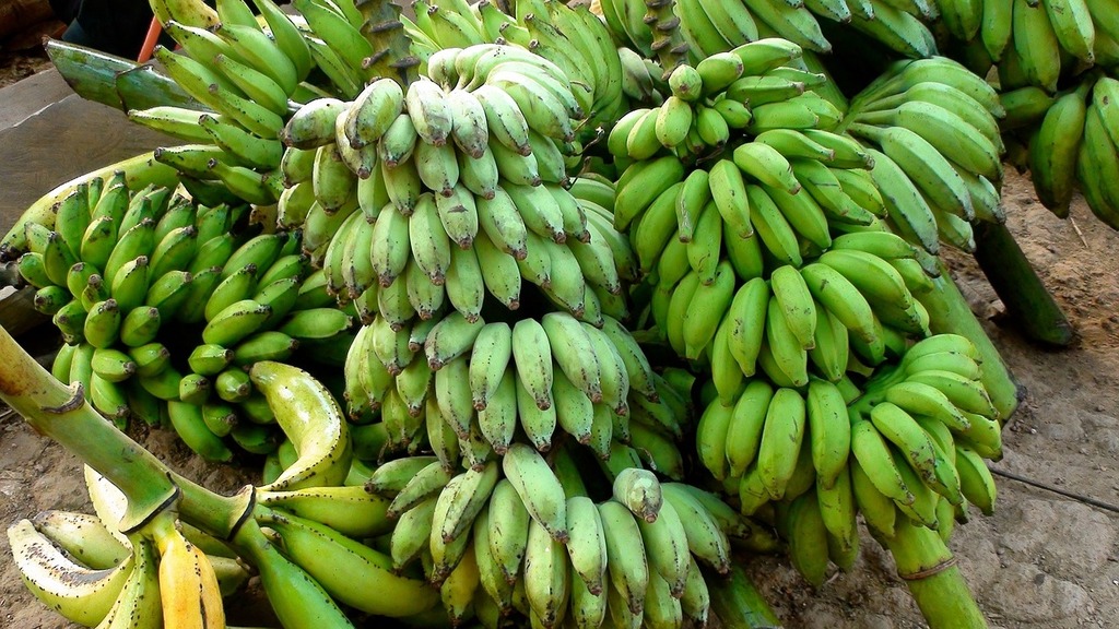 Bananas, Green Tip (2lb bunch) – About Fresh