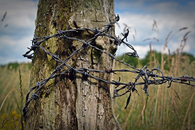 A piece of barbed wire sticks out of the ground on - PICRYL - Public Domain  Media Search Engine Public Domain Search