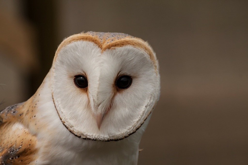 A close up of a barn owl s face. Barn owl owl eyes. PICRYL