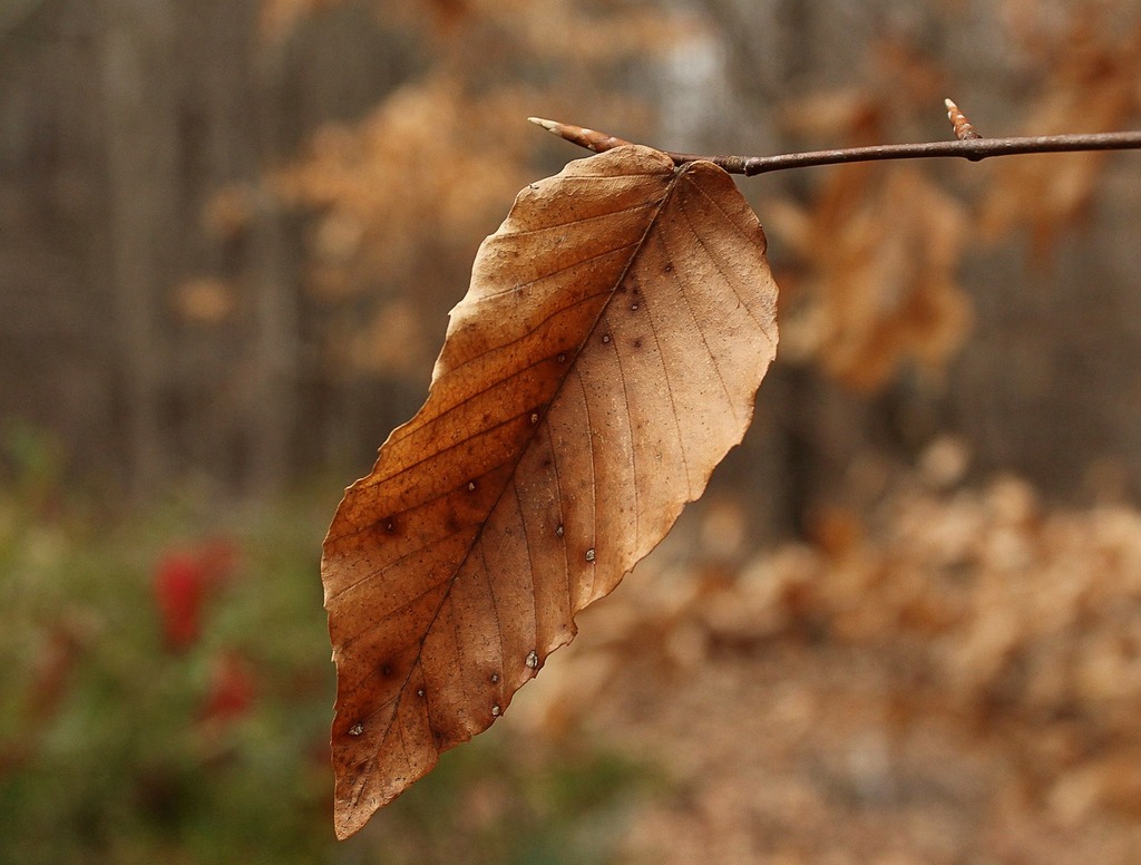 A brown leaf hanging from a tree branch. Beech leaf winter leaf dried leaves.  - PICRYL - Public Domain Media Search Engine Public Domain Search