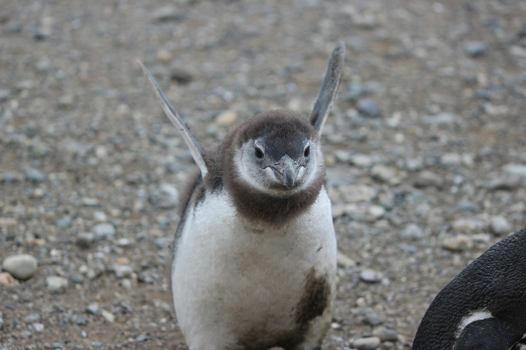 Penguin Baby Antarctic - Free photo on Pixabay - Pixabay