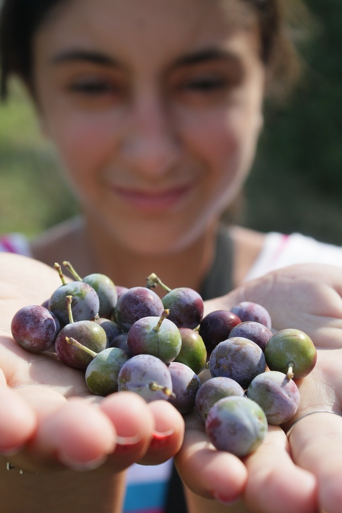 A person holding a handful of berries in their hand photo