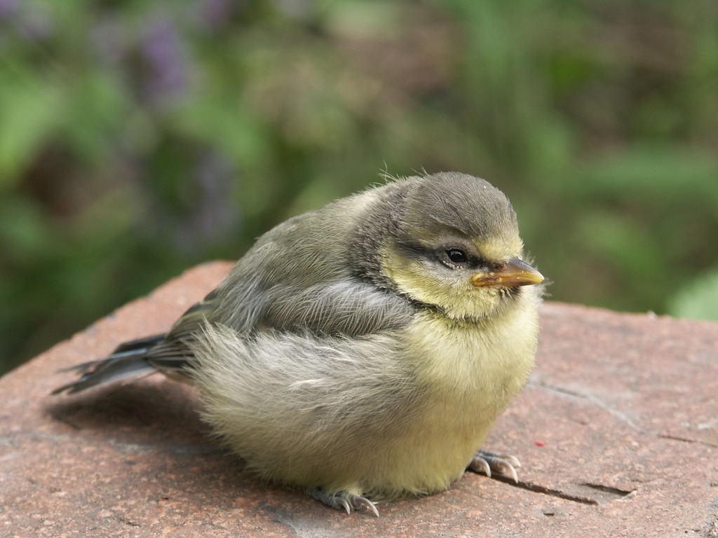 A small bird sitting on top of a rock. Bird blue tit young bird. - PICRYL -  Public Domain Media Search Engine Public Domain Search