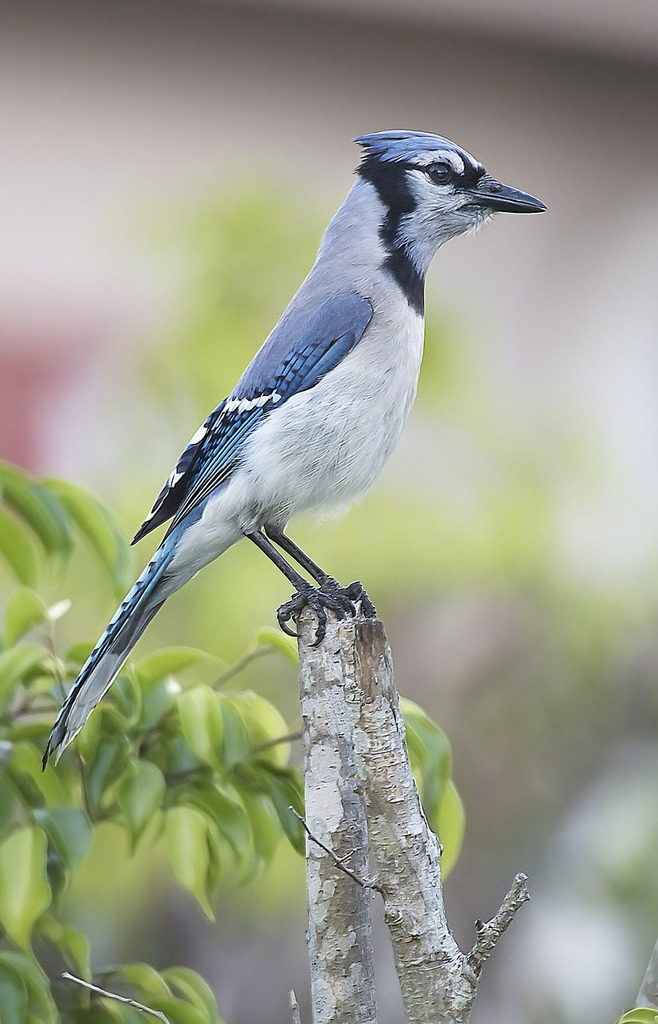 Blue jay flying – License image – 71417835 ❘ lookphotos