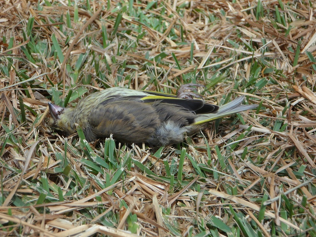 Grind birds. Птица лежит.