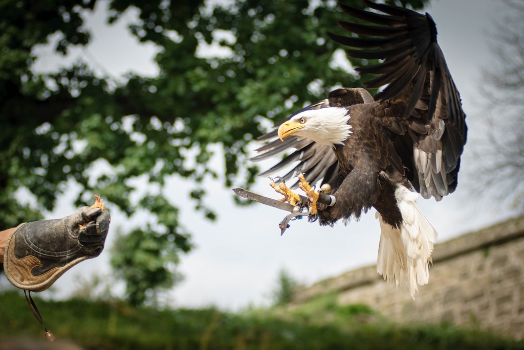 Ohio Birds Eye Part 2: Birds Of Prey 