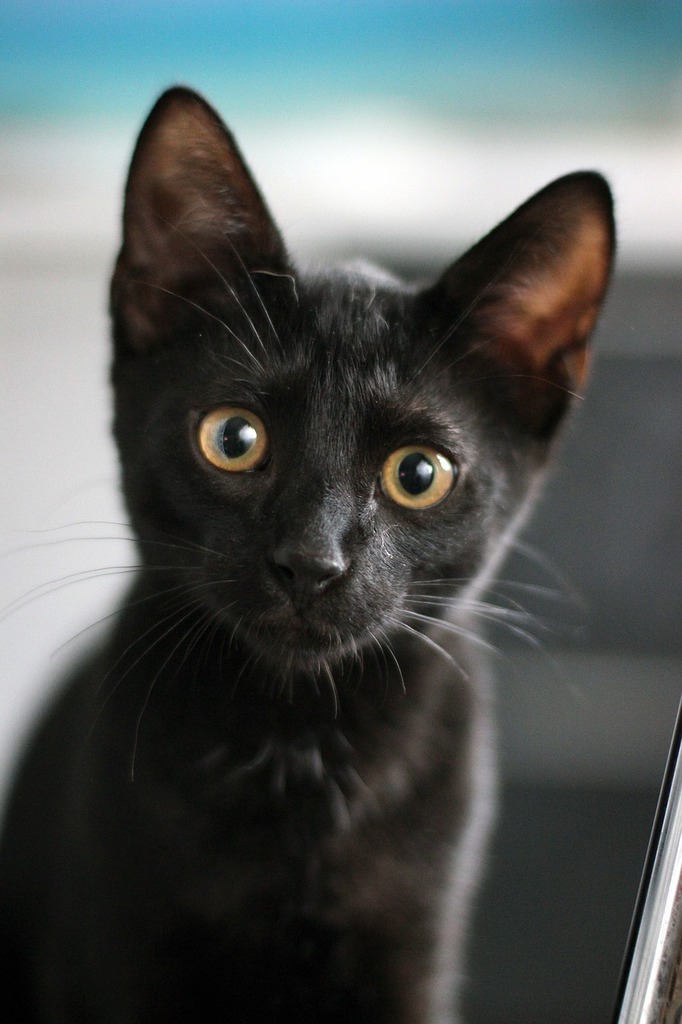 A close up of a black cat looking at the camera. Black cat black