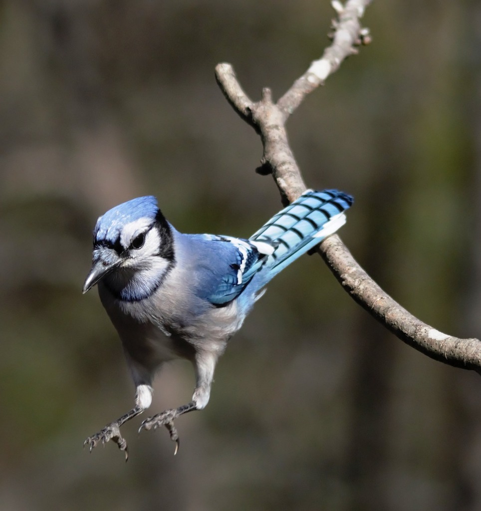 Blue jay flying – License image – 71417835 ❘ lookphotos
