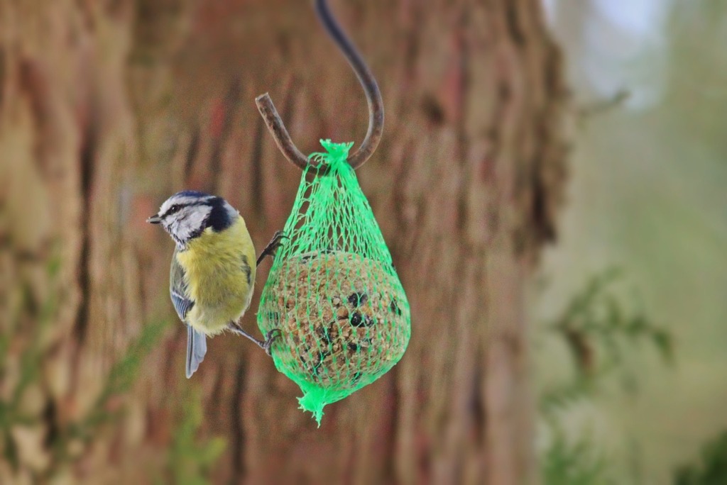 A bird eating from a bird feeder hanging from a tree. Tit parus