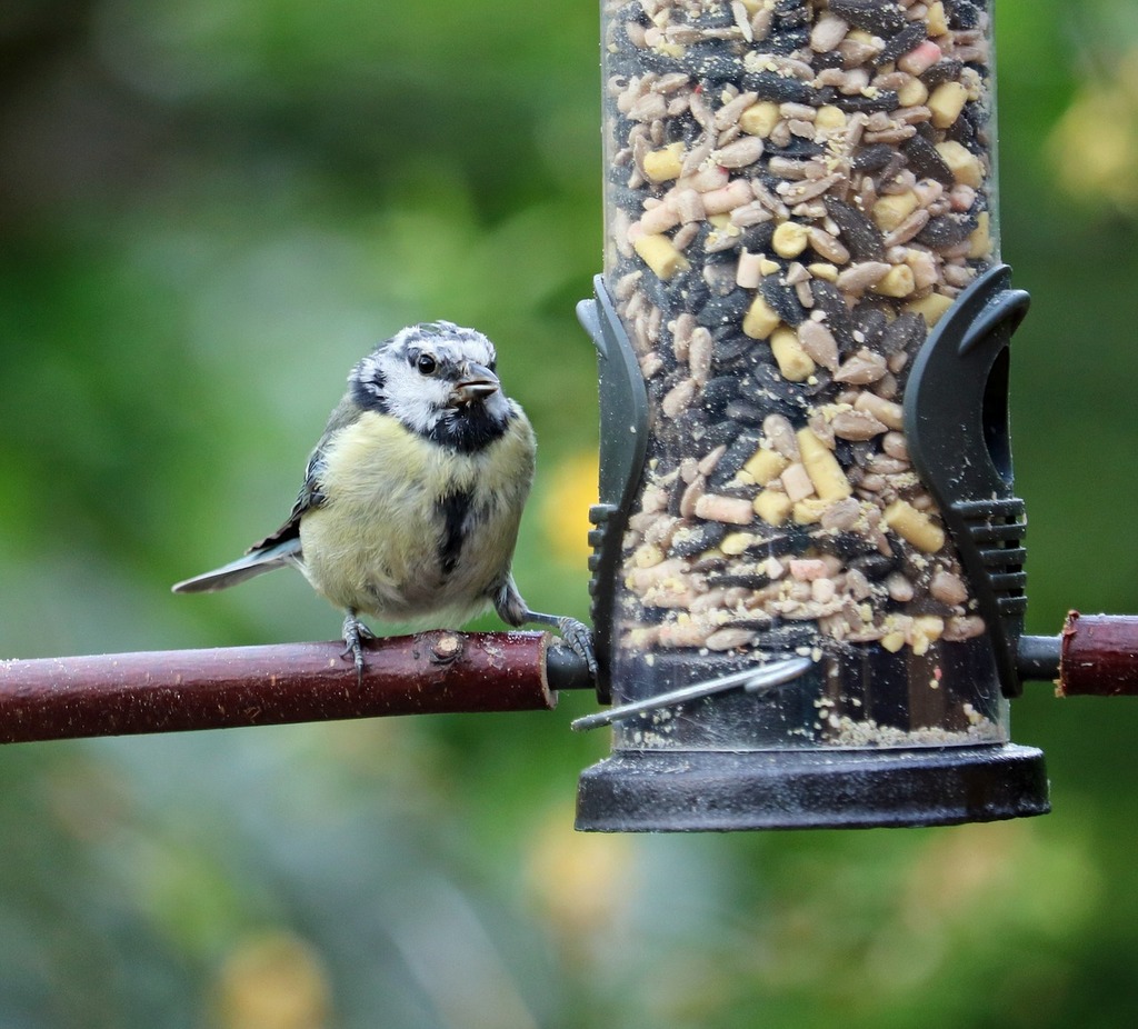 A bird sitting on top of a bird feeder. Blue tit young baby, animals. -  PICRYL - Public Domain Media Search Engine Public Domain Search