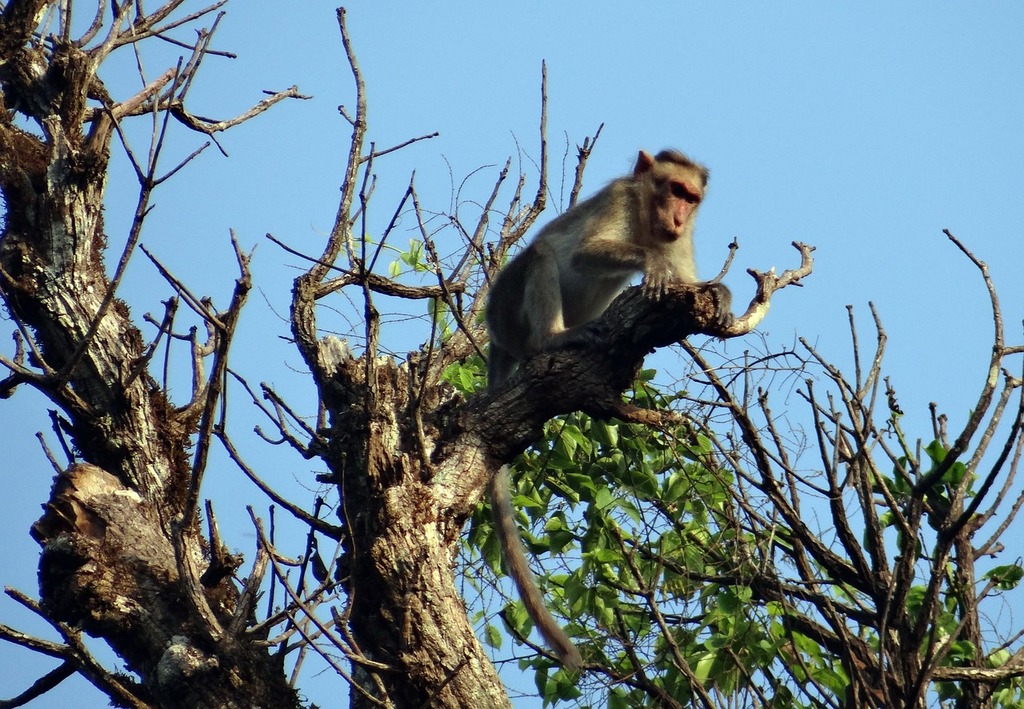 Wild monkey on top of a tree, holding on branches. Primate Macaco