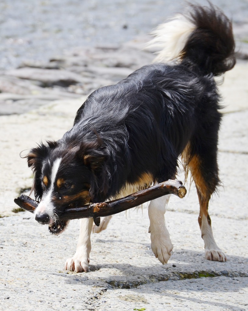 Tricolour sheepdog sales