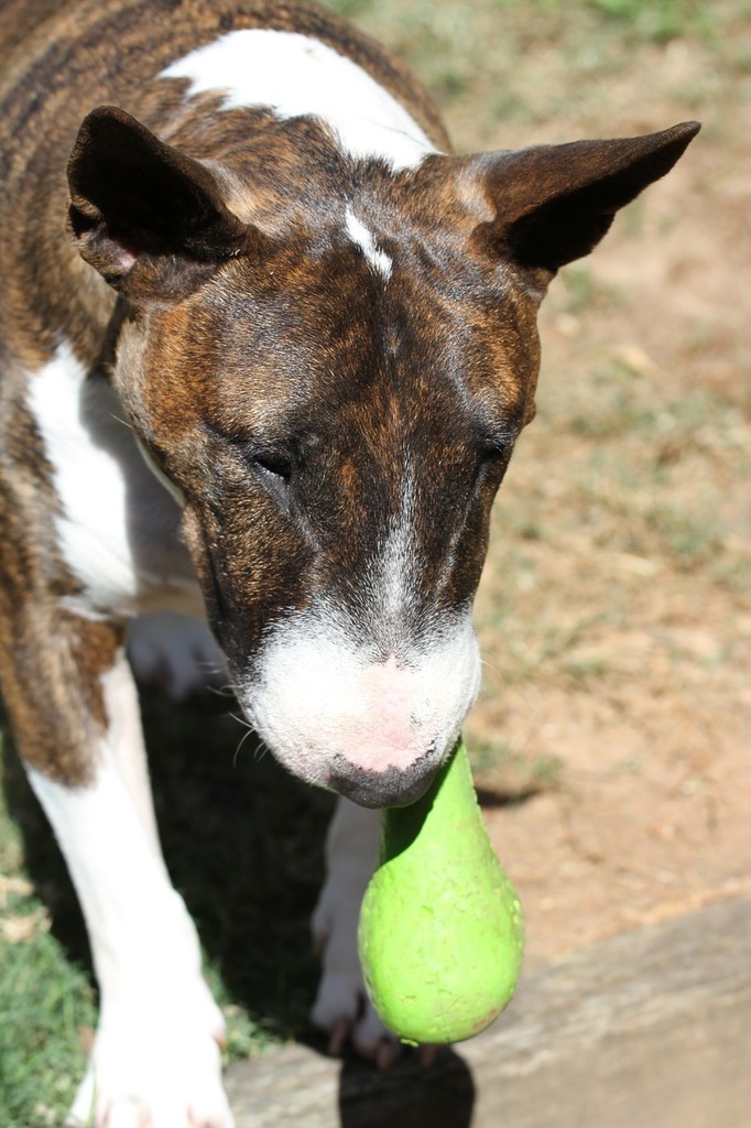 Colorado Avalanche Dog Tennis Ball Toy