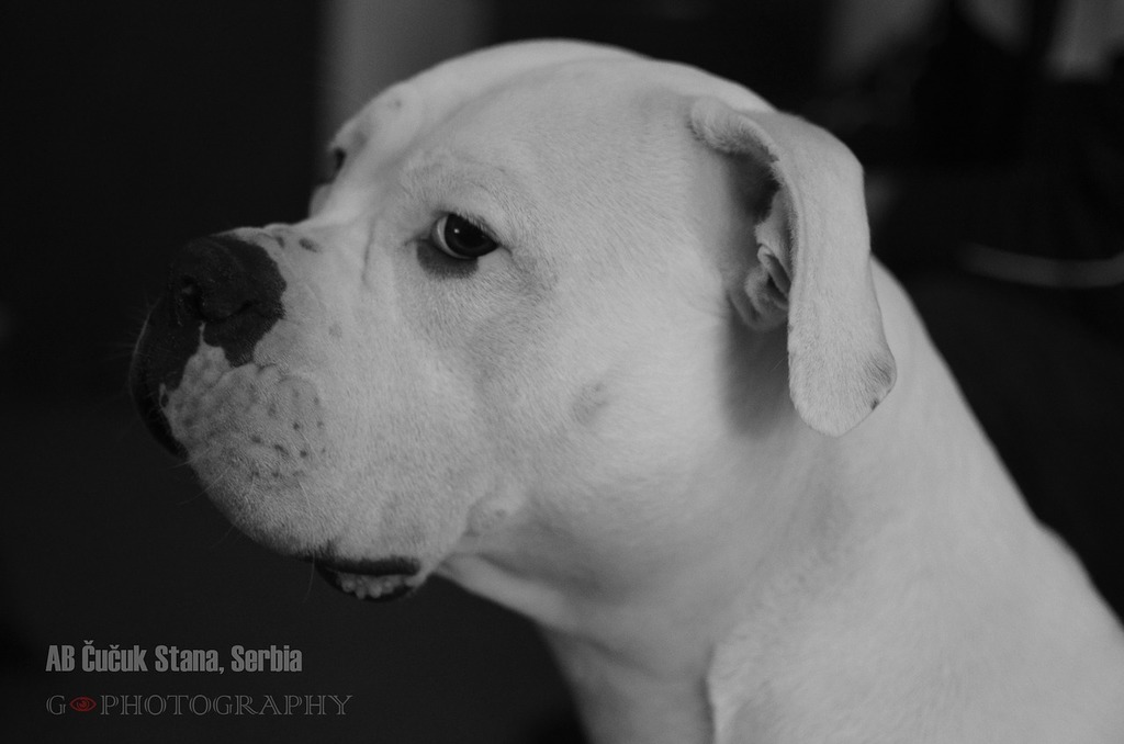Dog Boxer Black-And-White Domestic - Free photo on Pixabay - Pixabay