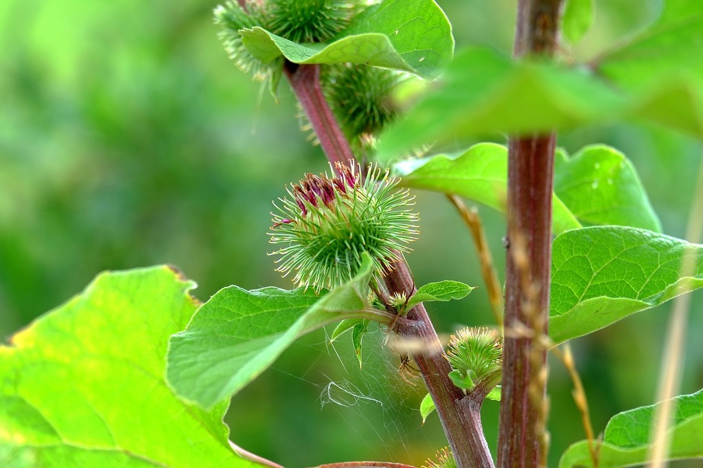 Velcro Plant Image: PICRYL - Public Domain Media Search Engine Public  Domain Search