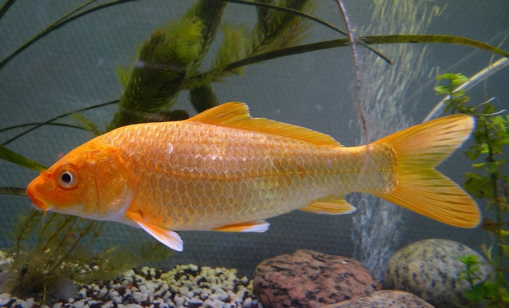 A goldfish swimming in a fish tank. Carp koi fish pond. - PICRYL