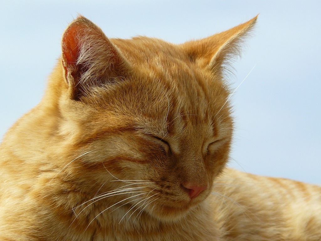 A close up of a cat with its eyes closed. Cat animal animals