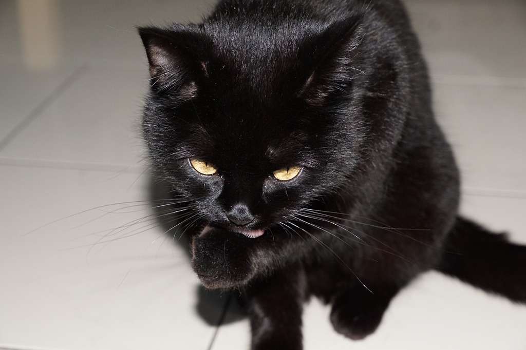 A black cat sitting on a tiled floor. Cat animal black. - PICRYL