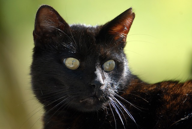A close up of a black cat looking at the camera. Black cat black kitten  animal. - PICRYL - Public Domain Media Search Engine Public Domain Search
