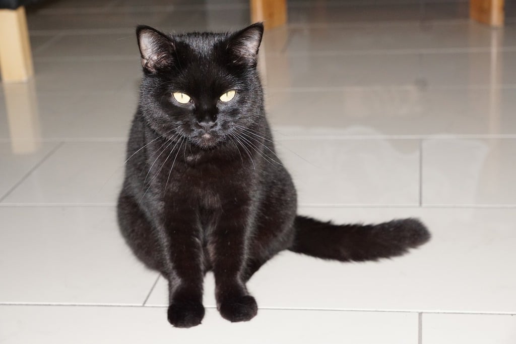 a black cat sitting on a tiled floor, trending on