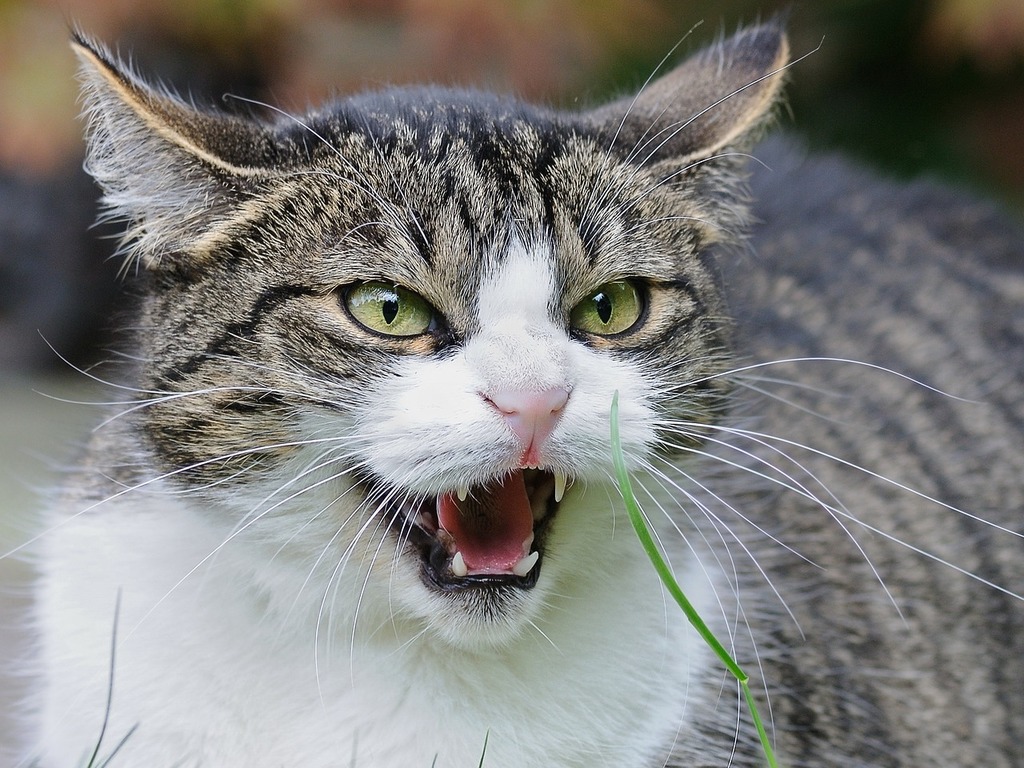 A close up of a cat with its mouth open. Cat feuler angry. - PICRYL - Public Domain Media Search Engine Public Domain Search