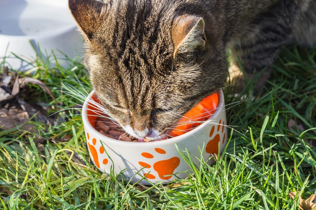 A cat eating out of a bowl in the grass. Cat food bowl. - PICRYL - Public  Domain Media Search Engine Public Domain Image
