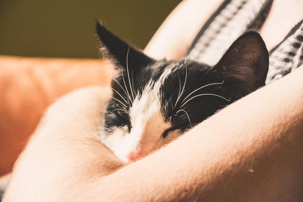 A black and white cat sleeping on a person's arm. Cat kitten animal. - PICRYL - Public Domain Media Search Engine Public Domain Image