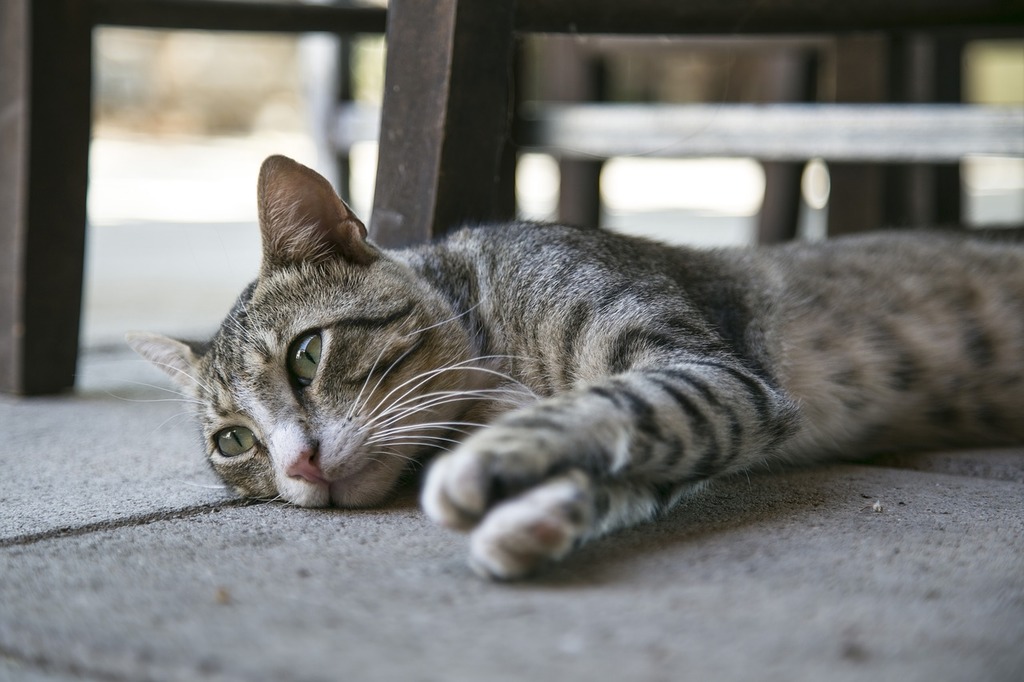 A cat laying on the ground next to a chair. Cat kitten kitty. - PICRYL - Public Domain Media Search Engine Public Domain Image