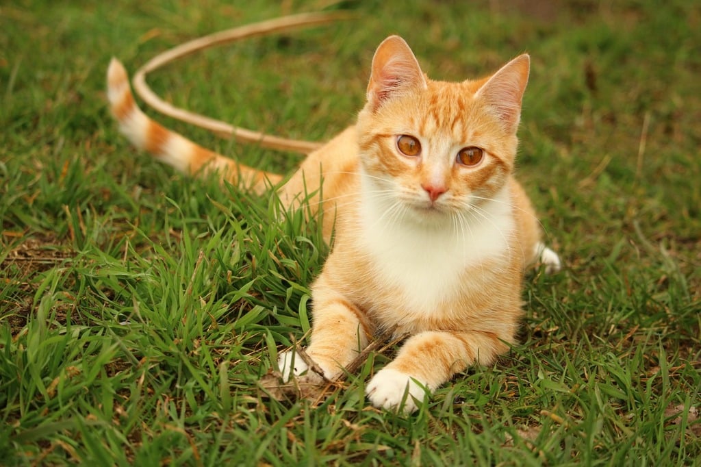 Kan ikke Skadelig kupon An orange and white cat laying in the grass. Cat kitten red mackerel tabby.  - PICRYL - Public Domain Media Search Engine Public Domain Search