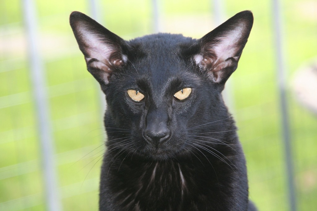 A close up of a black cat looking at the camera. Black cat black kitten  animal. - PICRYL - Public Domain Media Search Engine Public Domain Search