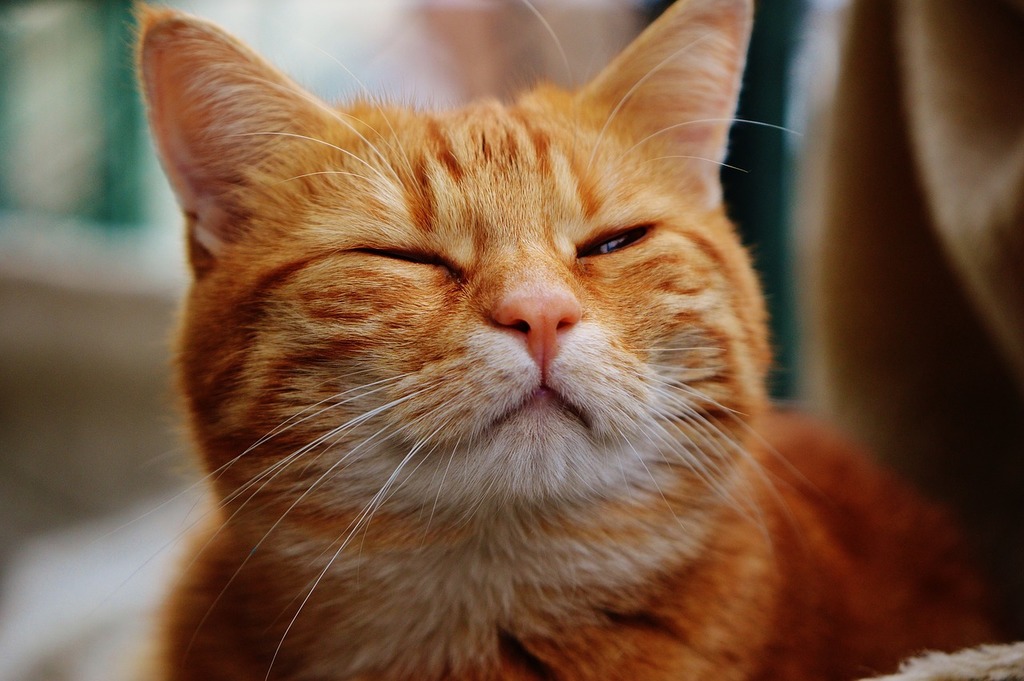 A close up of a cat with its eyes closed. Cat red cute. PICRYL