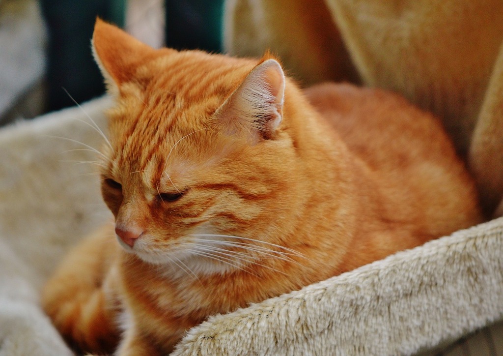 An orange cat sleeping in a cat bed. Cat red cute. - PICRYL