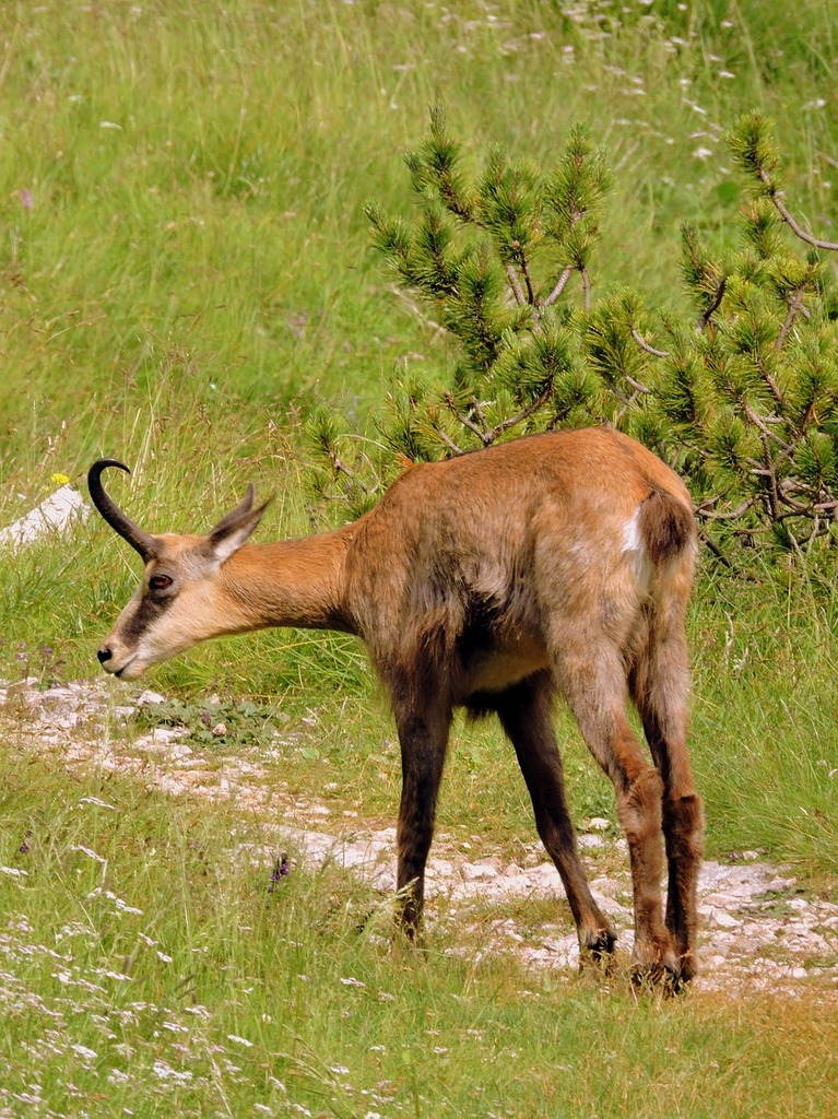 A deer standing on top of a lush green field. Chamois sniff trail. - PICRYL  - Public Domain Media Search Engine Public Domain Search